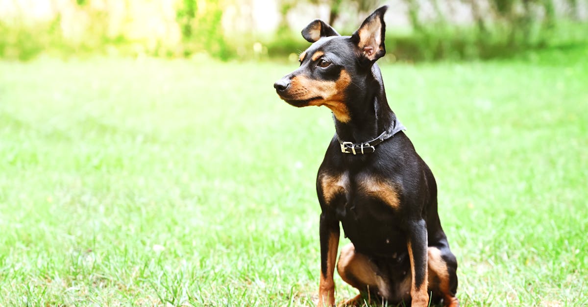 Miniature Pinscher: Ο «Βασιλιάς των Παιχνιδιών»