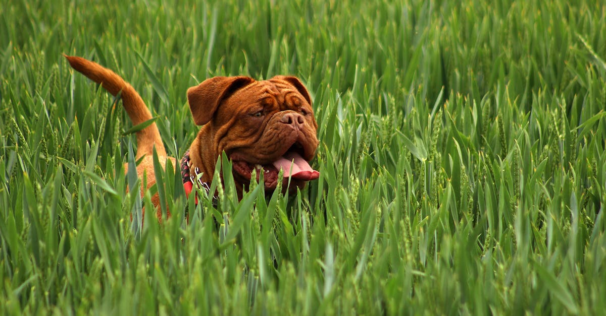 Dogue de Bordeaux: Ο Γαλλικός Μαστίφ με το Τεράστιο Κεφάλι