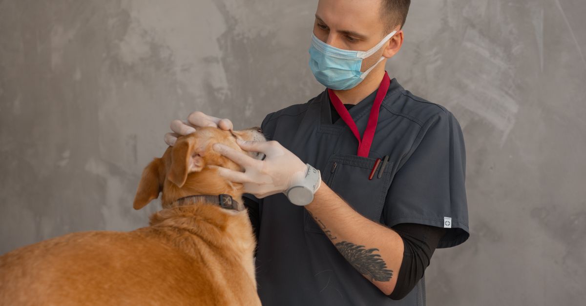 FeLV & FIV στη Γάτα: Μετάδοση, Τεστ και Διαχείριση Φορέα