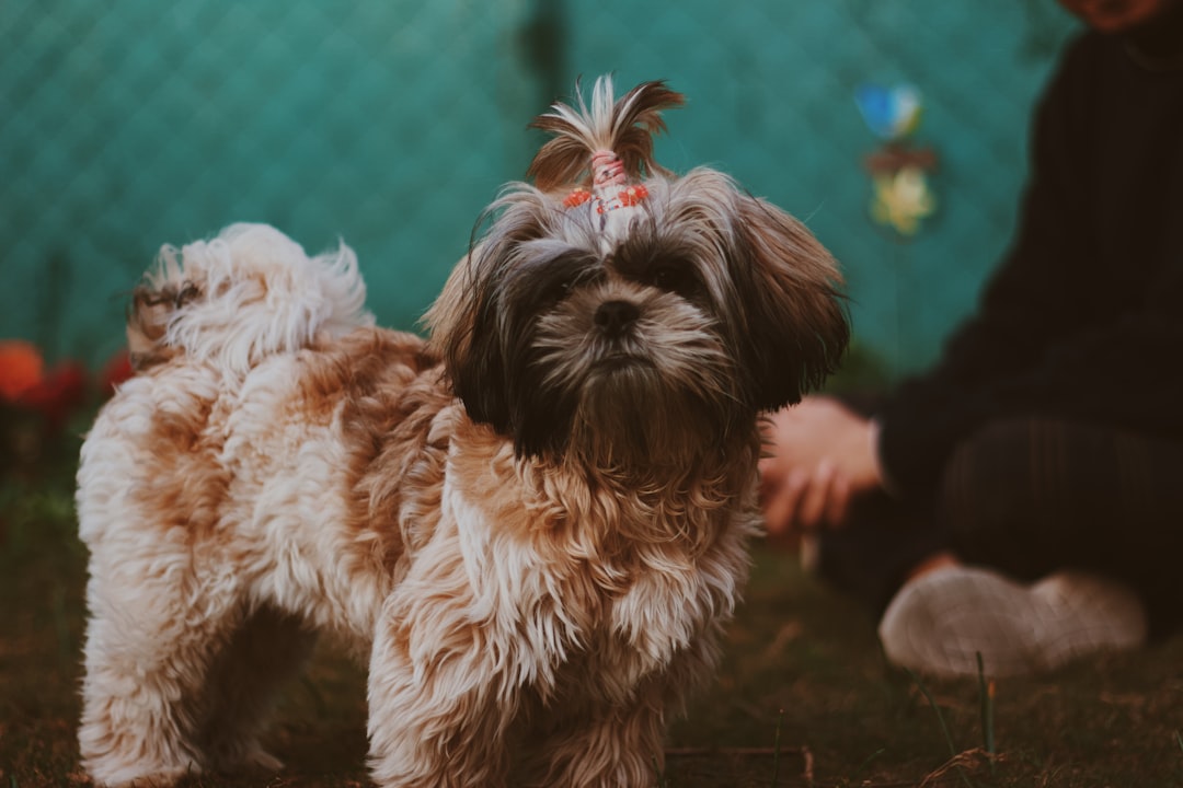 Σκύλος ράτσας Affenpinscher