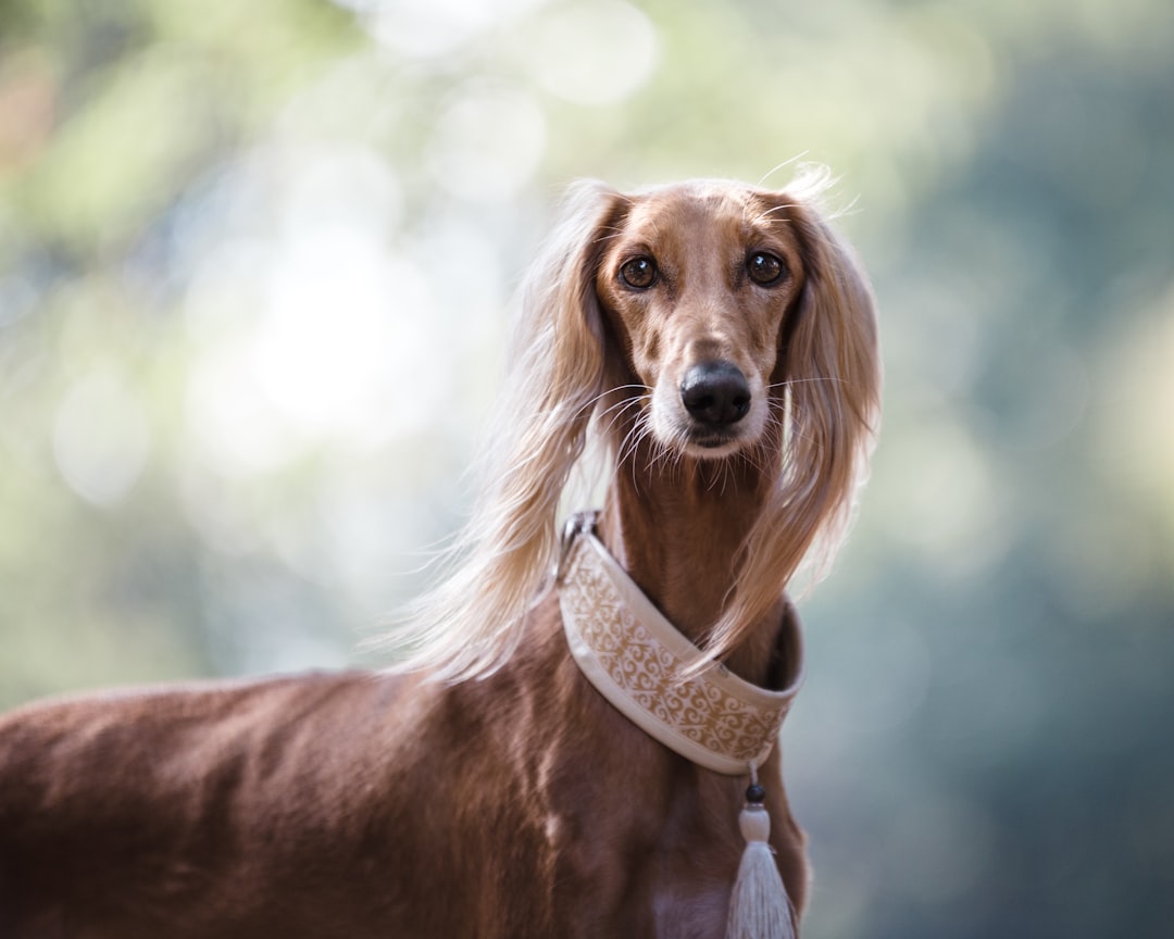 Σκύλος ράτσας Afghan Hound