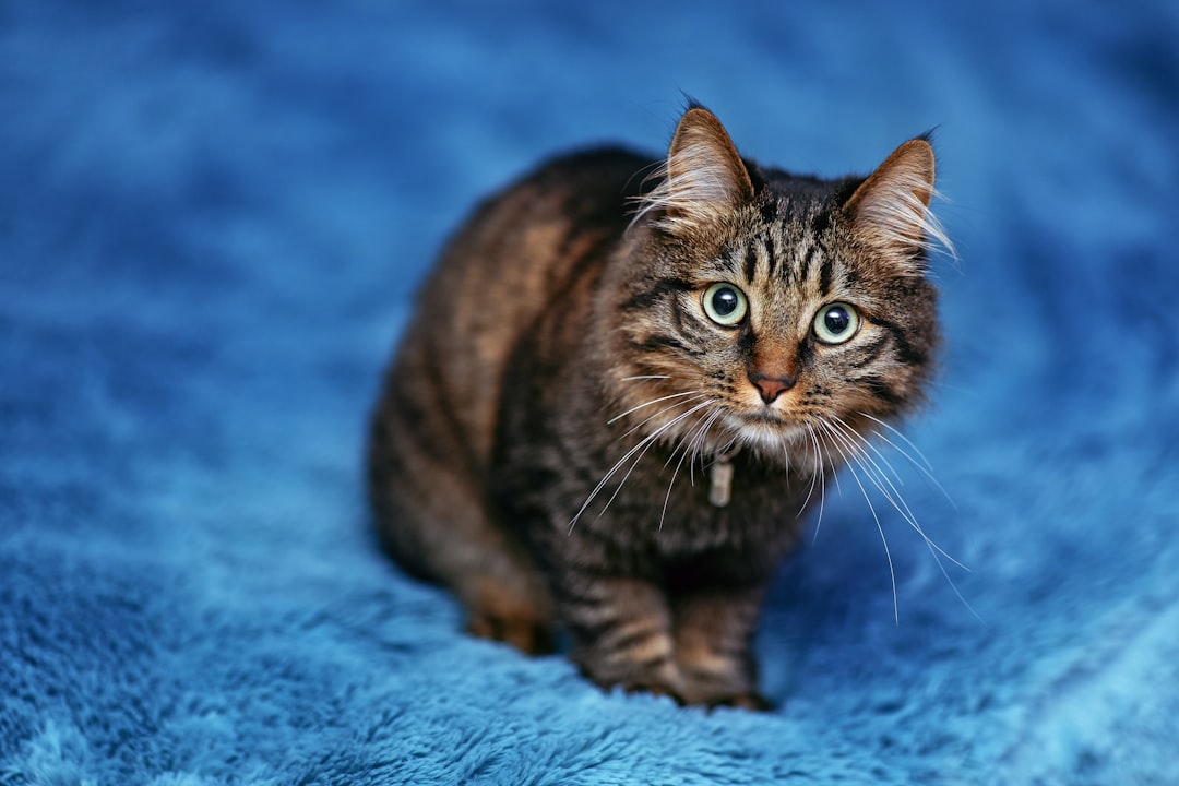 American Curl γάτα