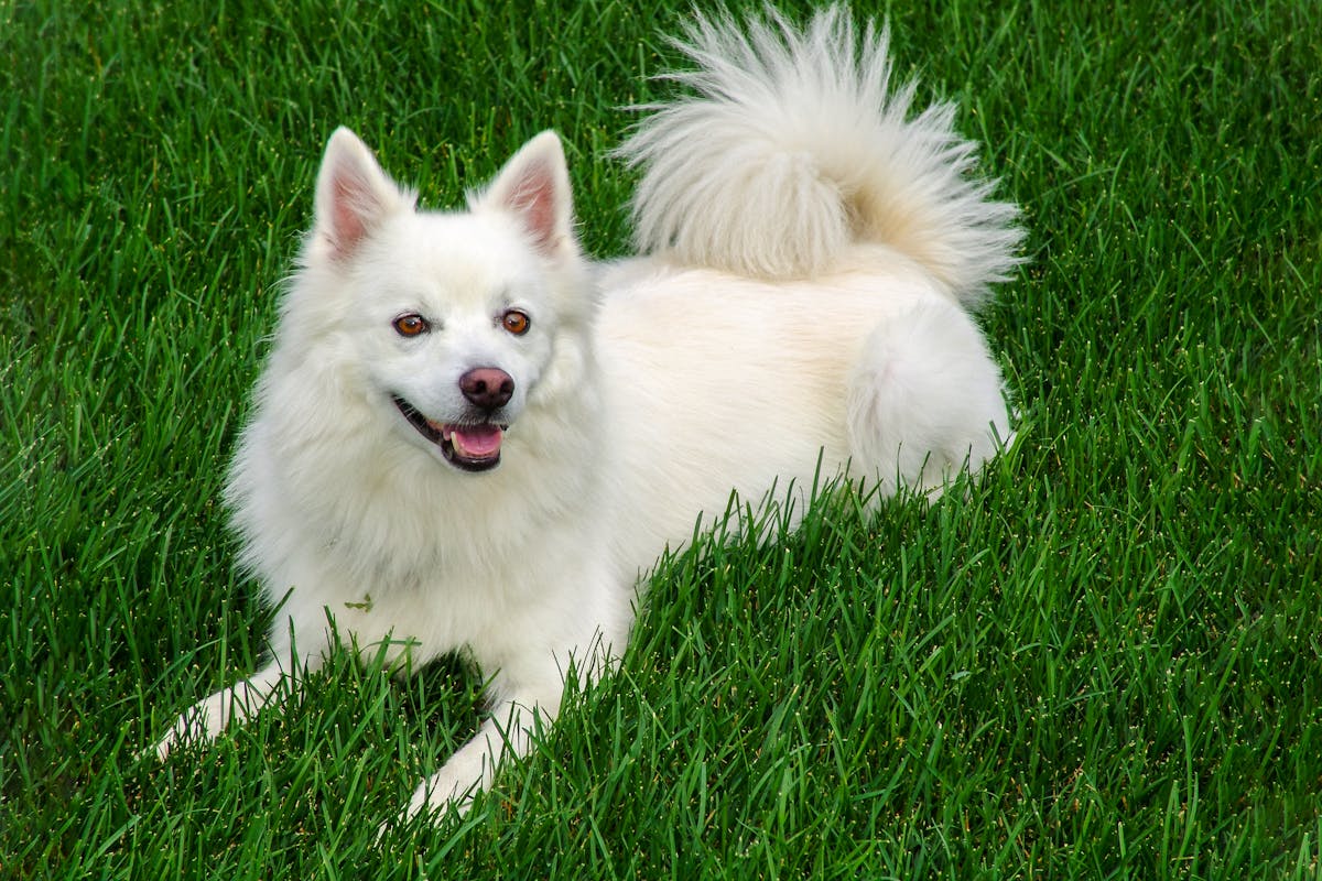 Σκύλος ράτσας American Eskimo Dog