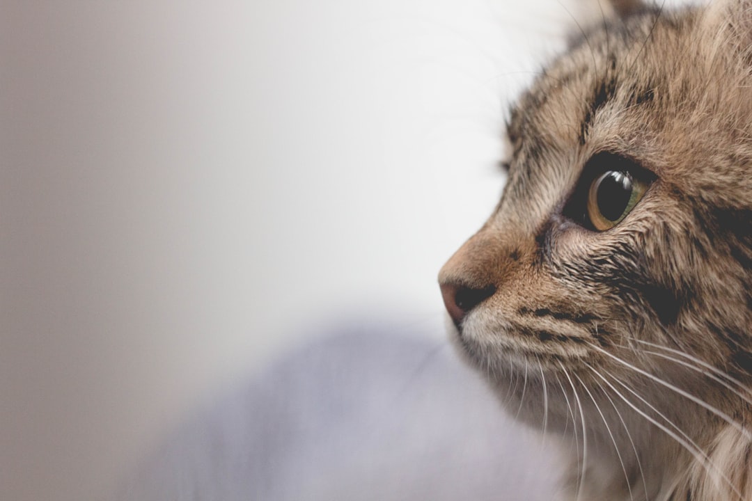 American Shorthair γάτα