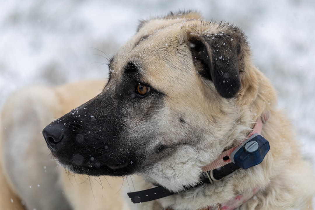 Σκύλος ράτσας Anatolian Shepherd