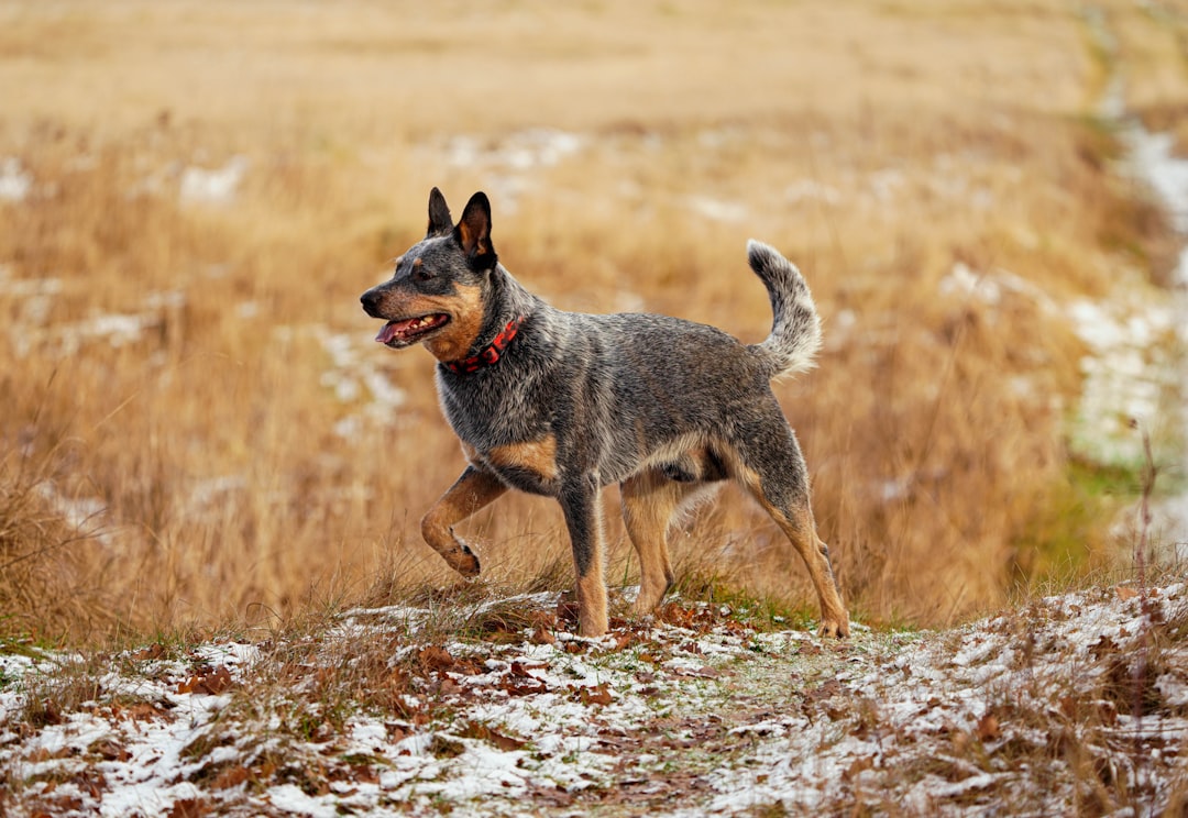 Σκύλος ράτσας Australian Cattle Dog