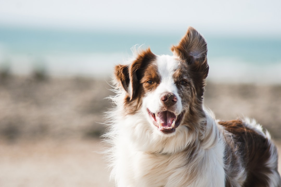 Σκύλος Border Collie