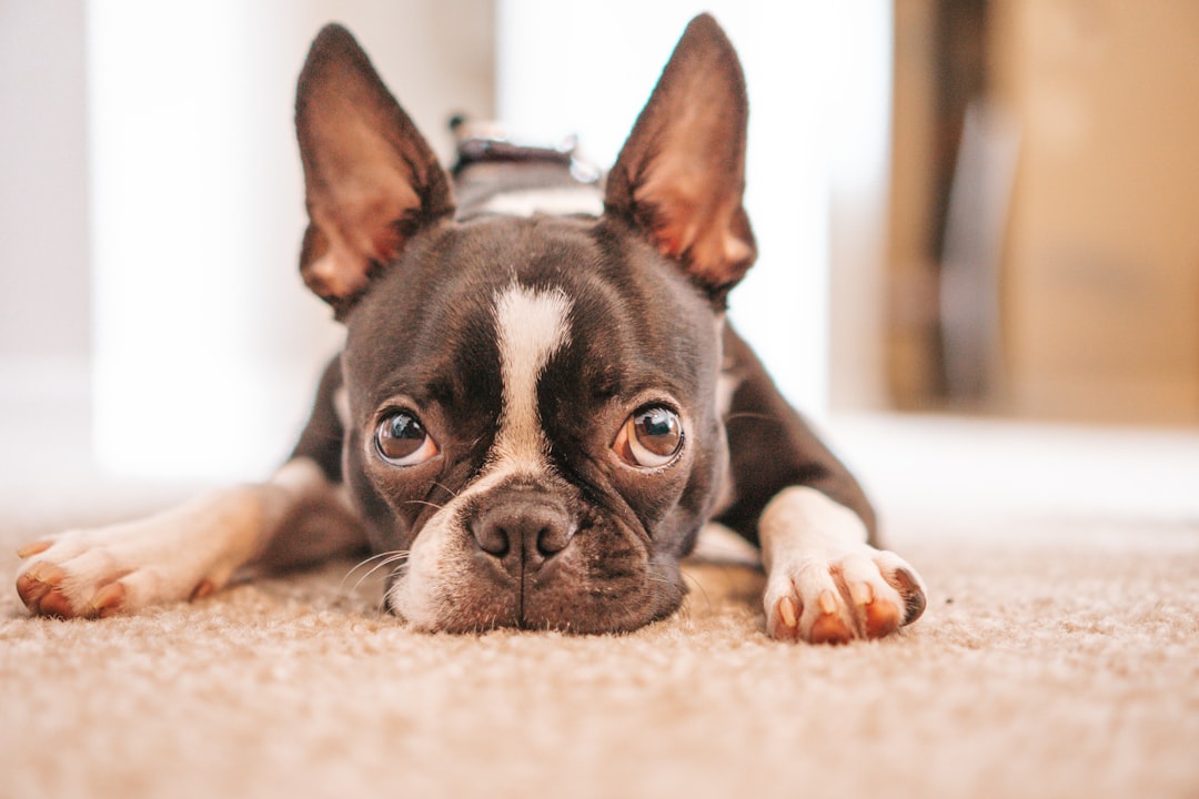 Σκύλος ράτσας Boston Terrier
