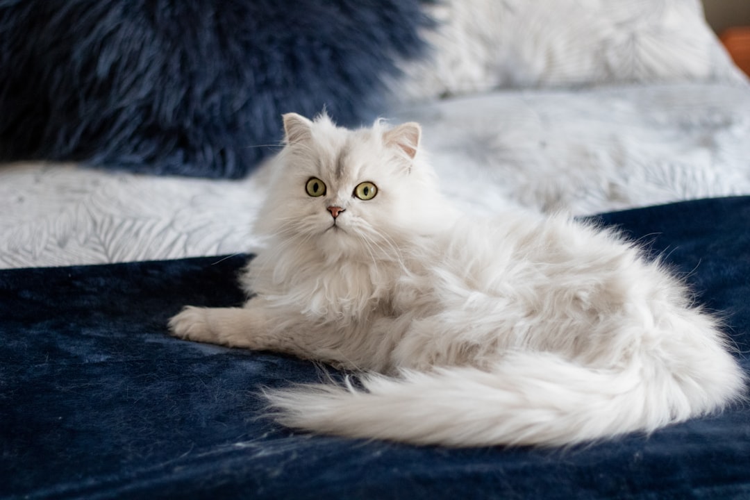 Γάτα ράτσας British Longhair