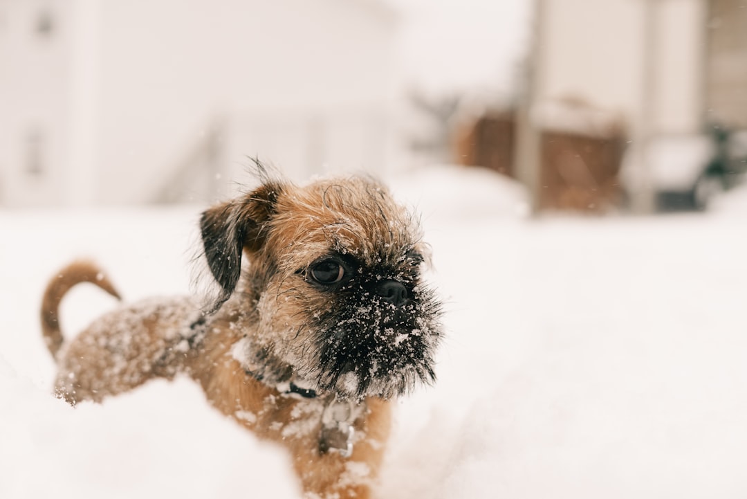 Σκύλος ράτσας Brussels Griffon