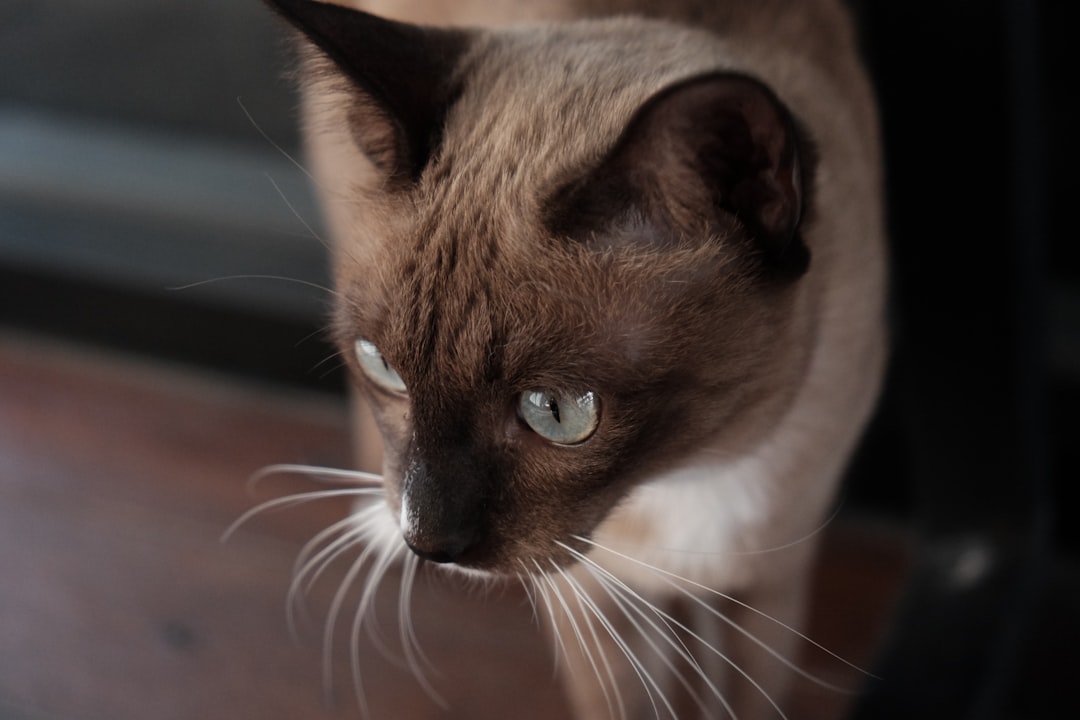 Burmese γάτα