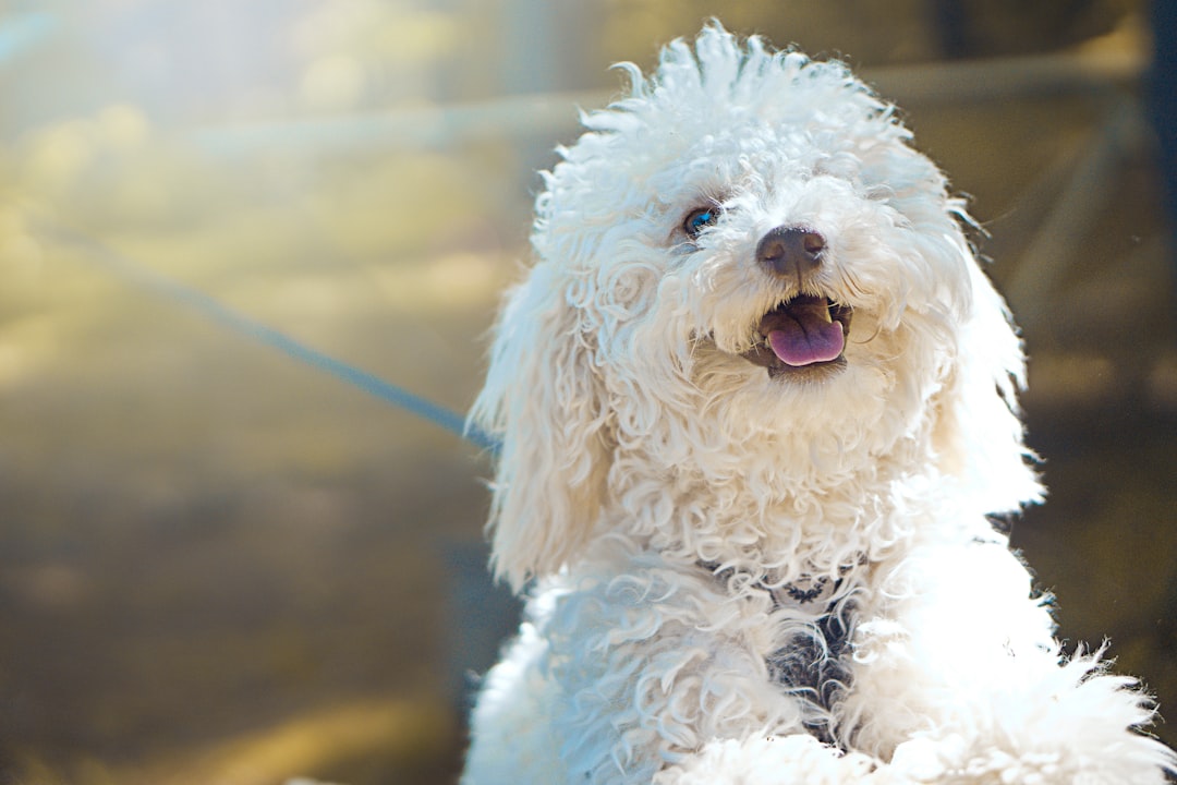 Σκύλος Cavapoo