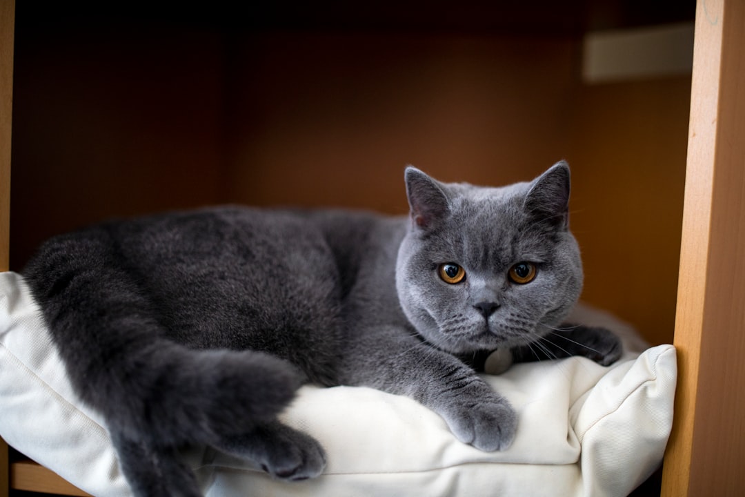 Chartreux γάτα