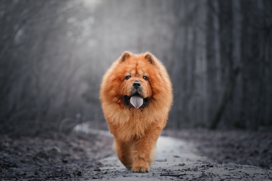 Σκύλος Chow Chow
