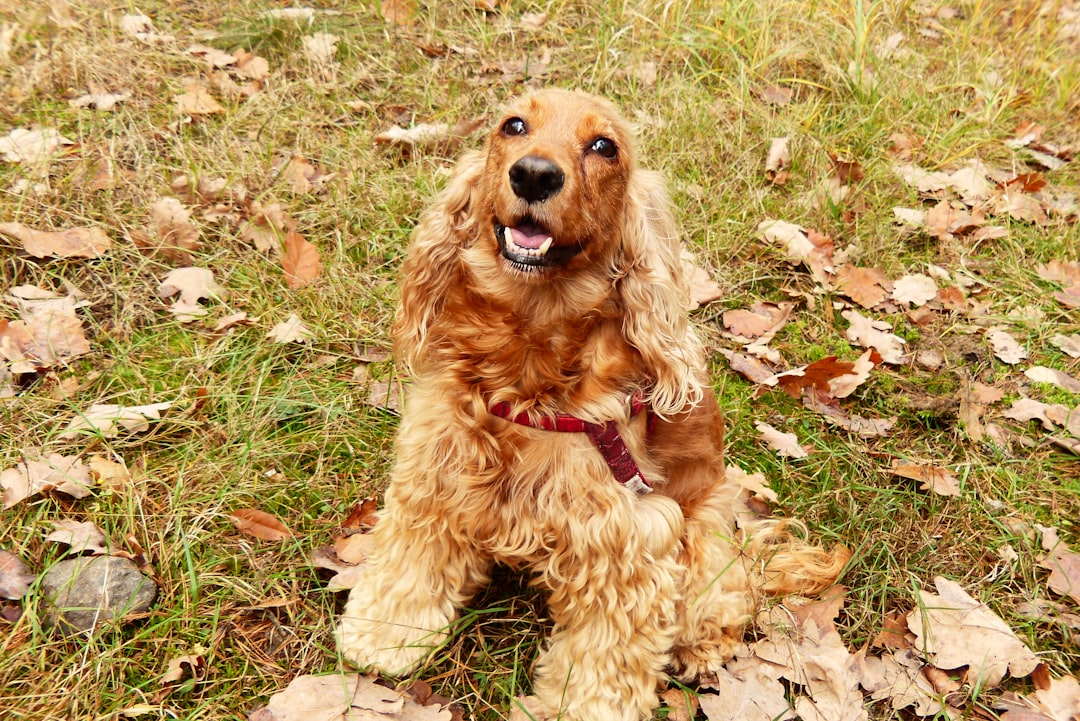 Σκύλος Cocker Spaniel