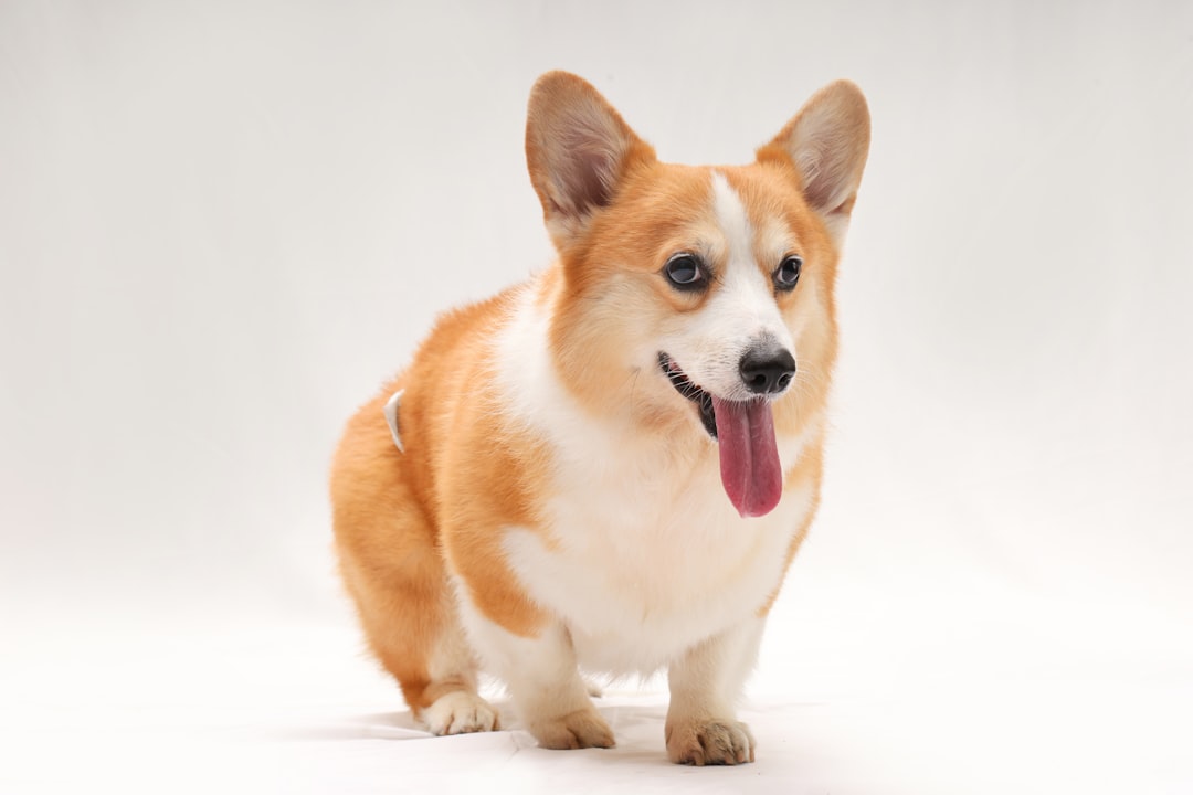 Pembroke Welsh Corgi