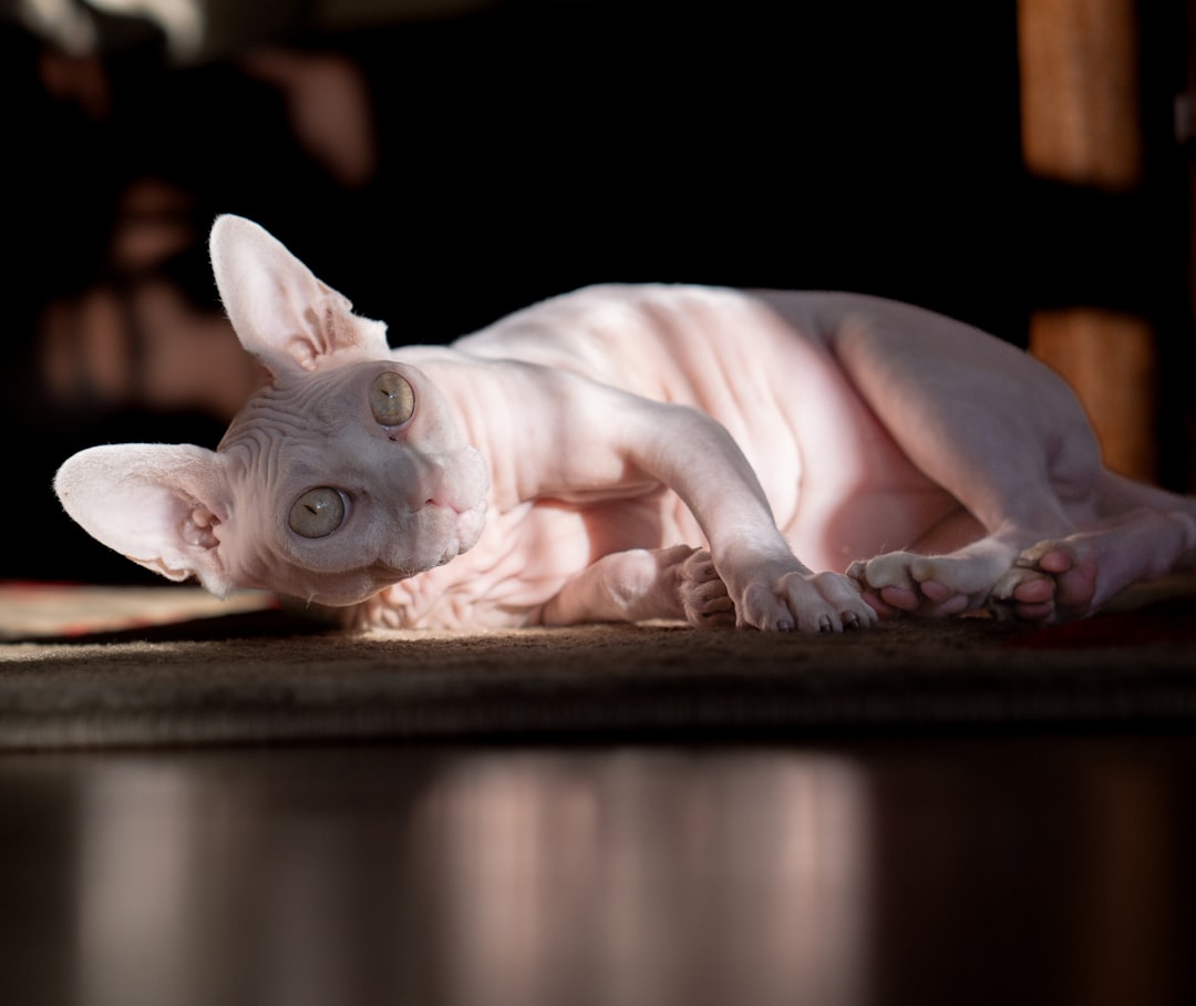 Devon Rex γάτα