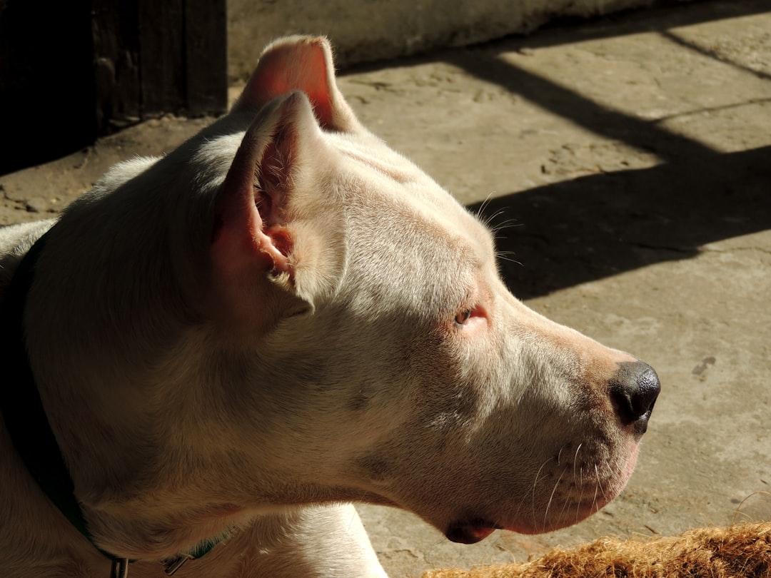 Σκύλος ράτσας Dogo Argentino