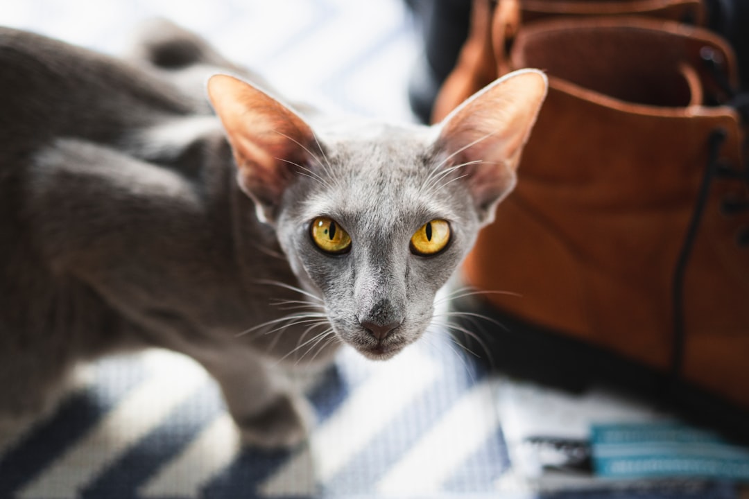 Γάτα ράτσας Egyptian Mau