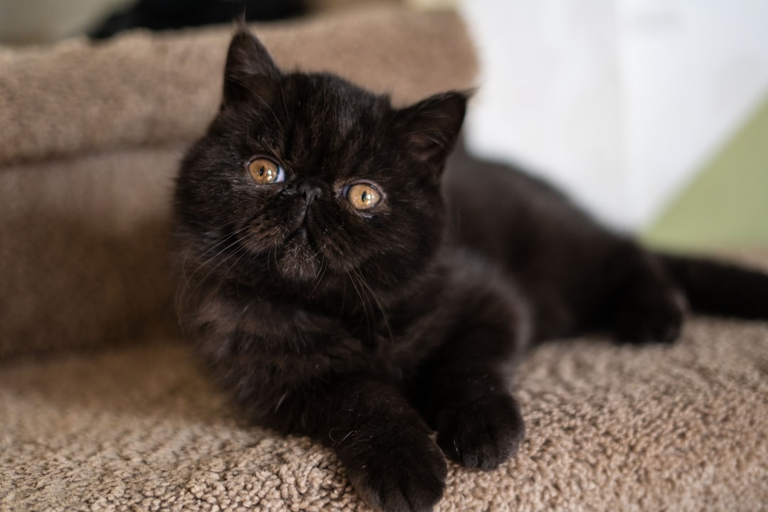 Exotic Shorthair γάτα