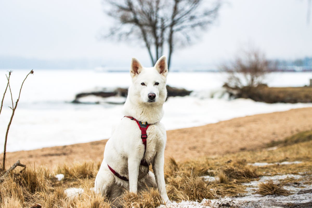 Σκύλος ράτσας Finnish Spitz