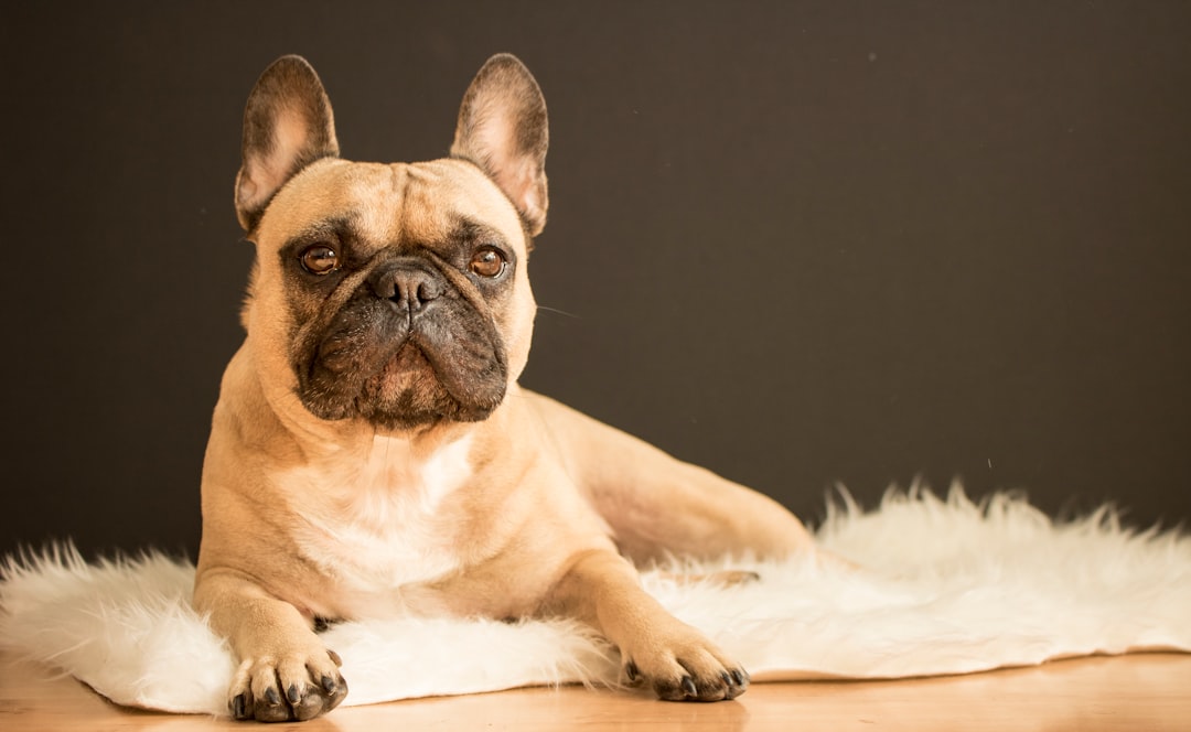 Σκύλος French Bulldog (Γαλλικό Μπουλντόγκ)