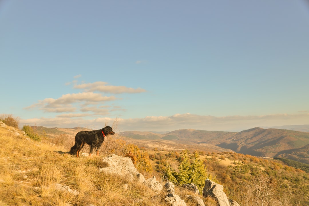 Σκύλος ράτσας Gordon Setter