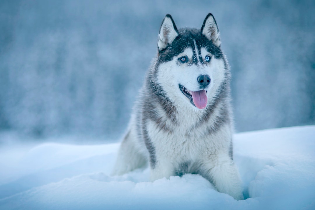 Siberian Husky σκύλος
