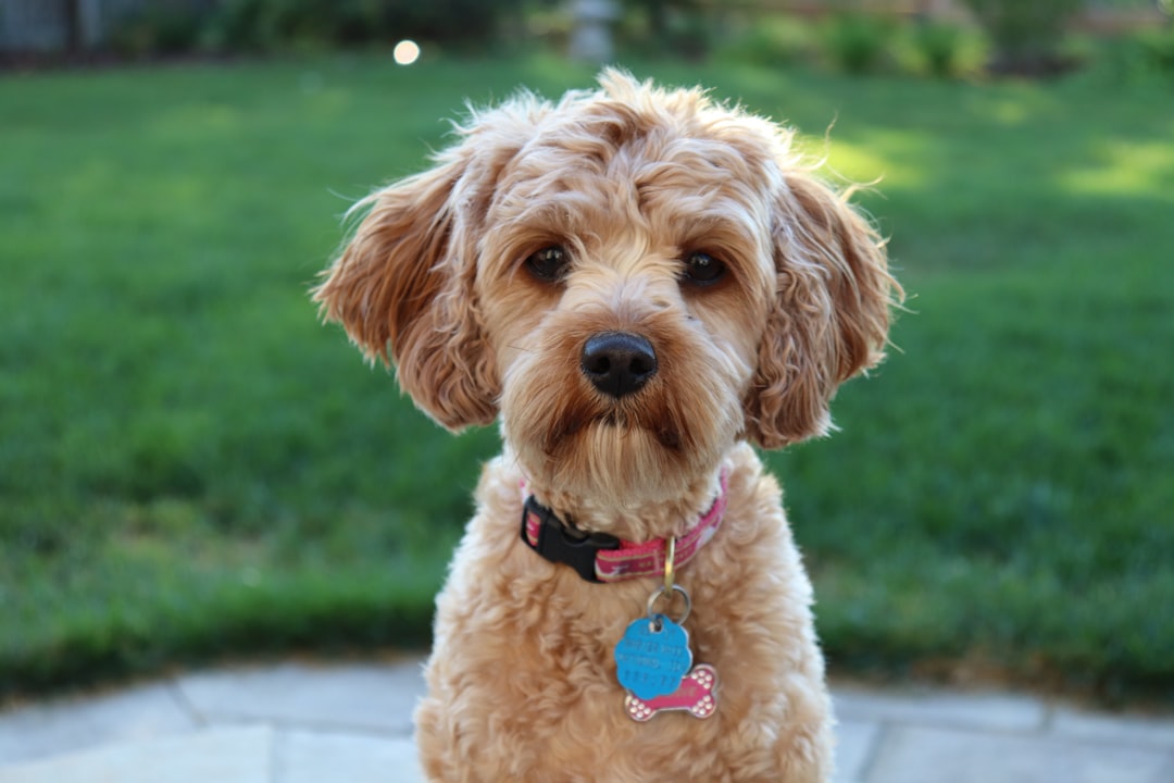 Σκύλος ράτσας Labradoodle