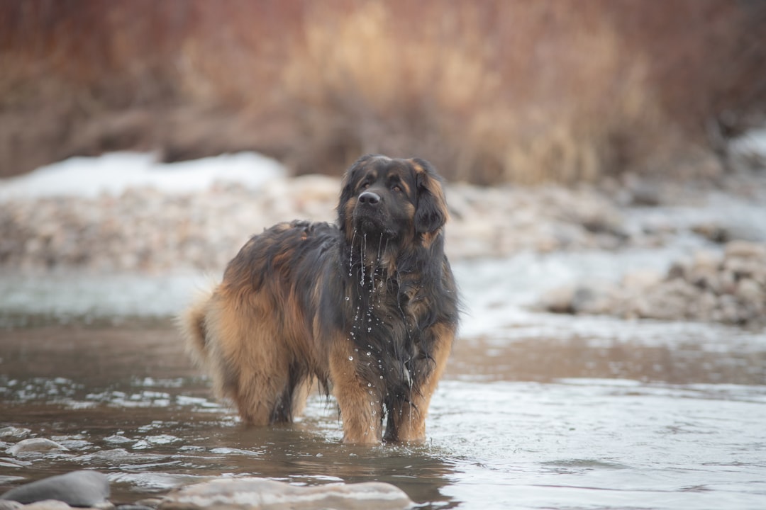 Σκύλος Leonberger