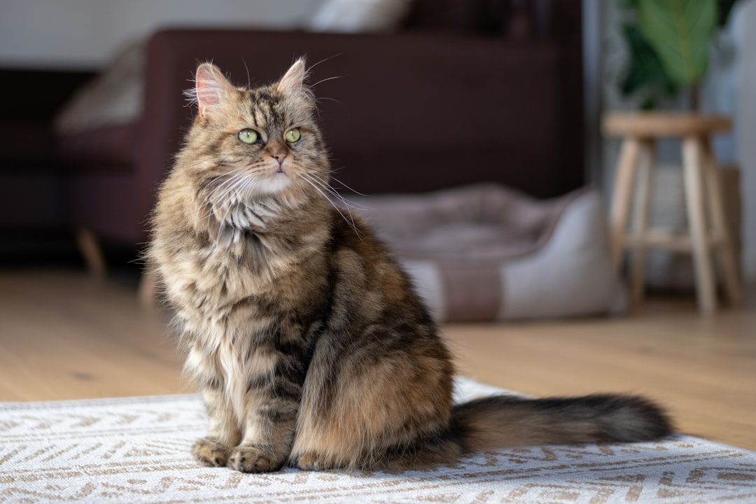 Γάτα Maine Coon