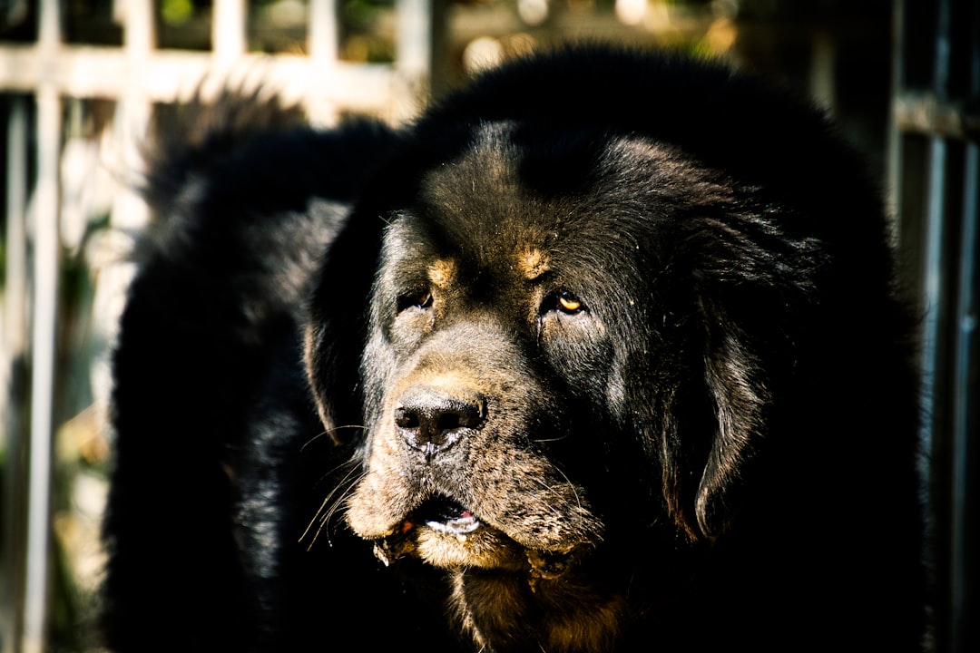 Σκύλος ράτσας Mastino Napoletano