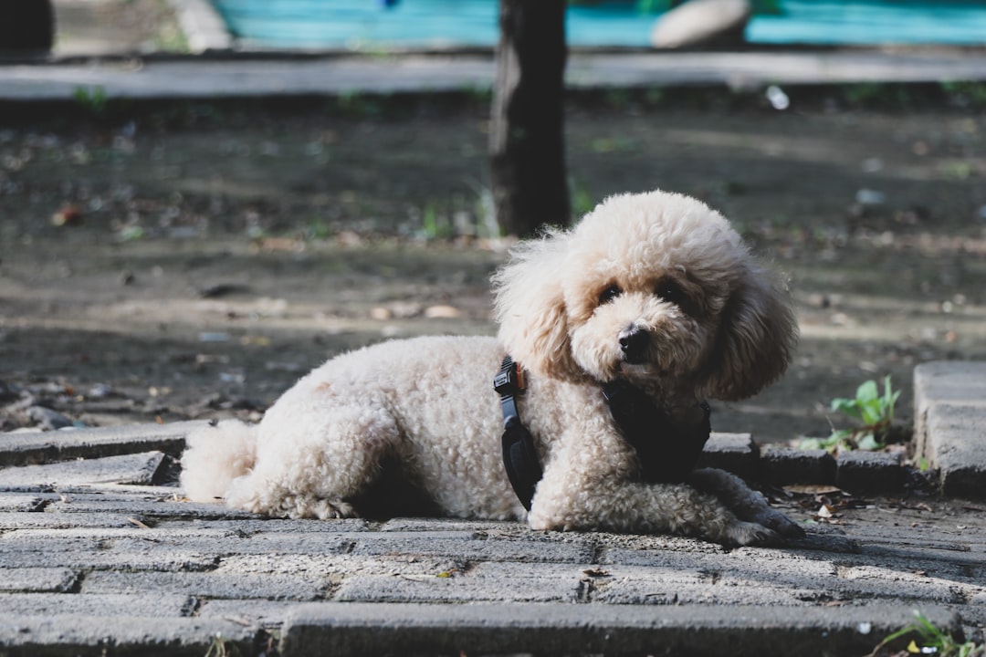 Σκύλος ράτσας Miniature Poodle
