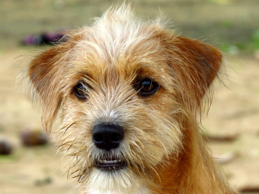 Σκύλος ράτσας Norfolk Terrier