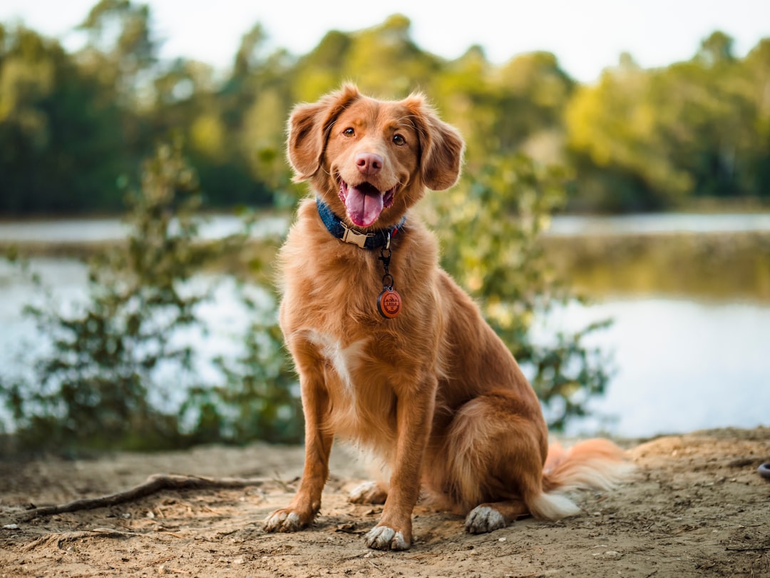 Σκύλος ράτσας Nova Scotia Duck Tolling Retriever