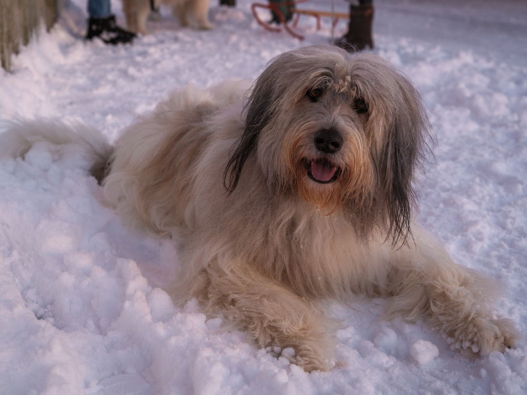 Σκύλος ράτσας Old English Sheepdog