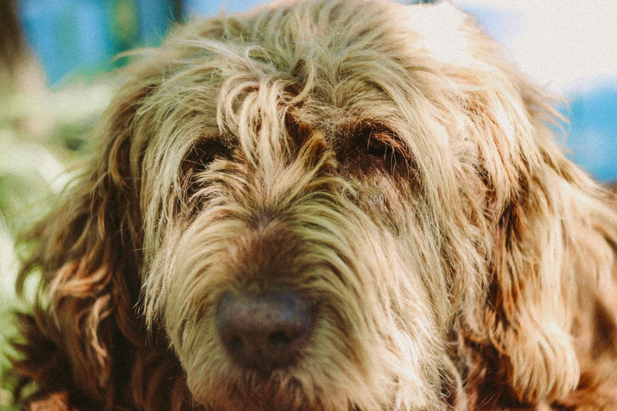 Σκύλος ράτσας Otterhound