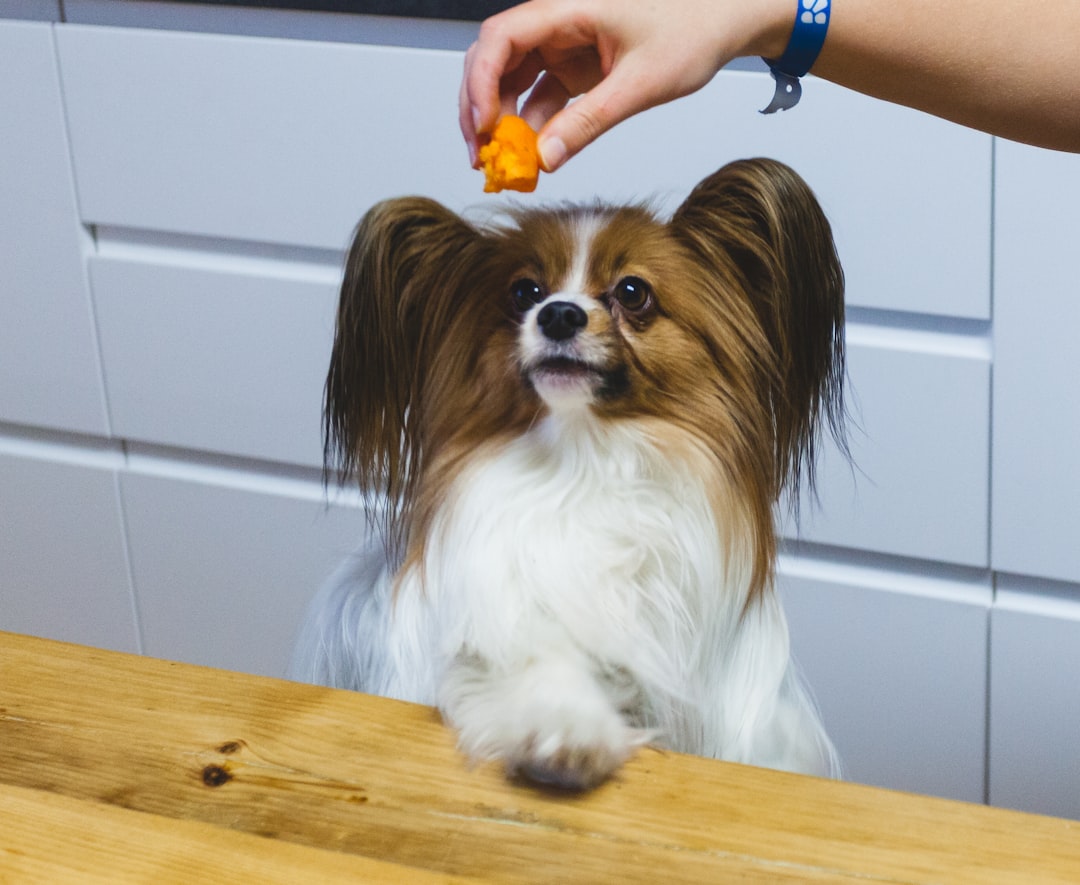 Σκύλος Papillon