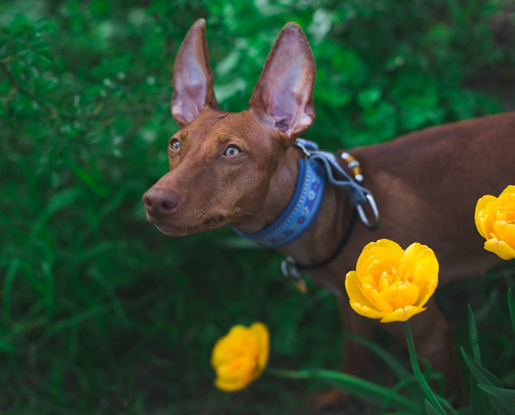 Σκύλος ράτσας Pharaoh Hound