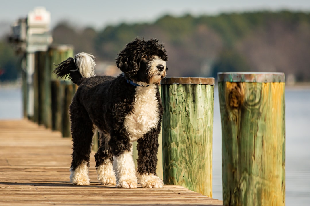 Σκύλος ράτσας Portuguese Water Dog
