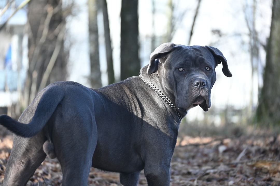 Σκύλος ράτσας Presa Canario