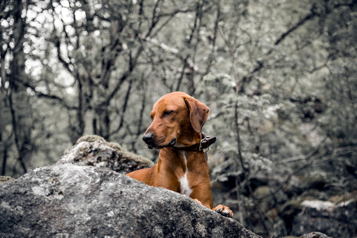 Σκύλος ράτσας Redbone Coonhound