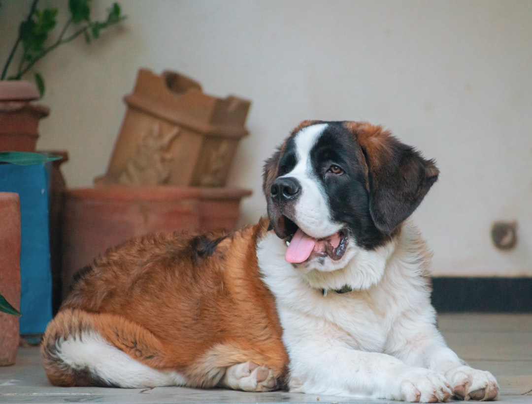 Σκύλος Saint Bernard
