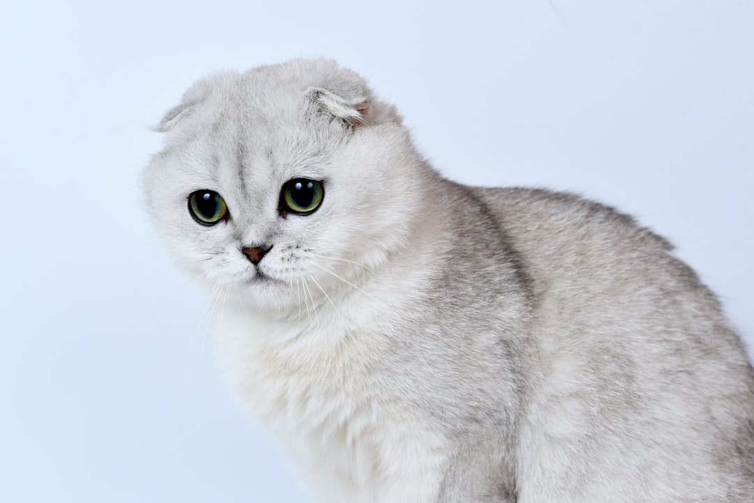 Scottish Fold γάτα