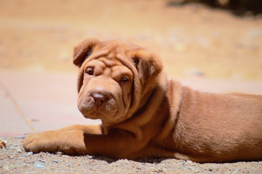 Σκύλος Shar Pei