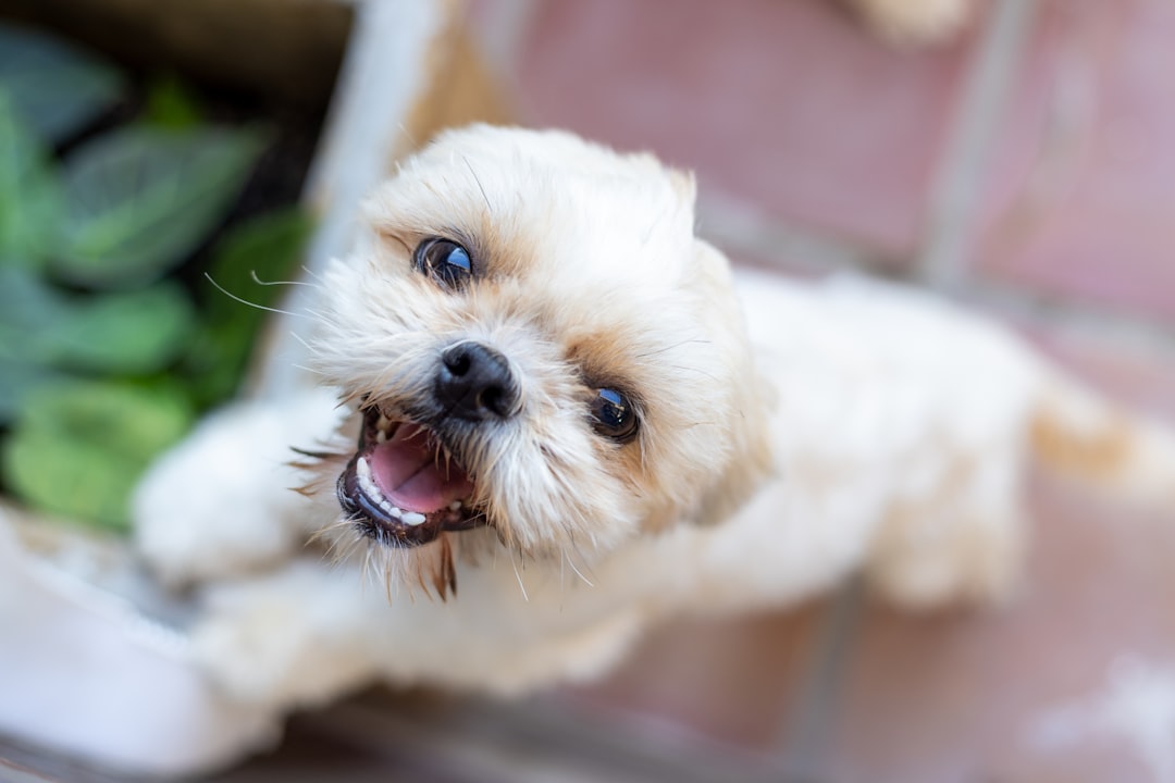 Σκύλος Shih Tzu