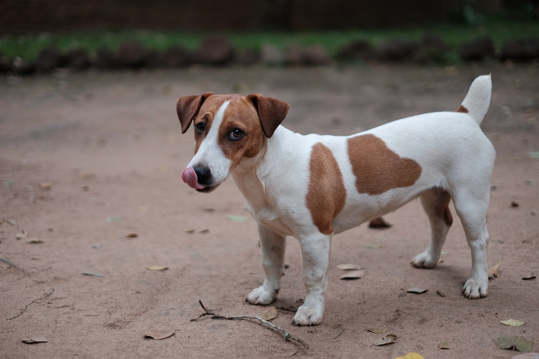Σκύλος ράτσας Smooth Fox Terrier
