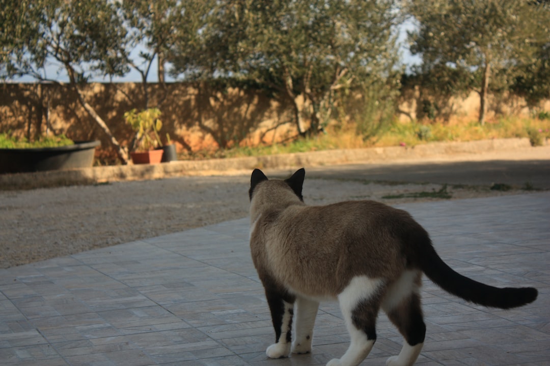 Snowshoe γάτα