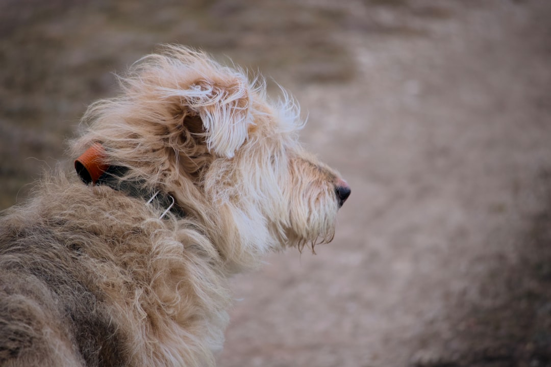 Σκύλος ράτσας Soft Coated Wheaten Terrier