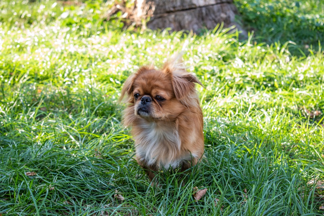 Σκύλος ράτσας Tibetan Spaniel